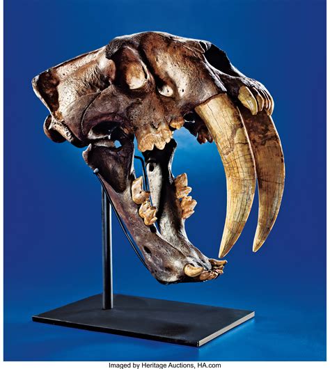 saber tooth tiger fossil for sale